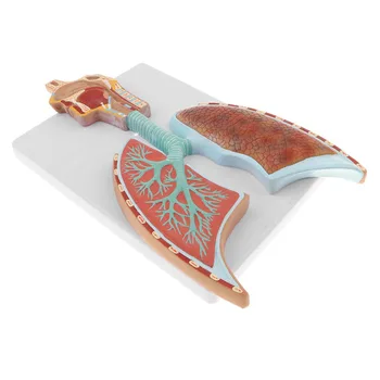 Дихателна Система На Човек Дял На Алвеолите На Белите Дробове Анатомическая Модел На Медицински Научни Учебни Ресурси Дропшиппинг