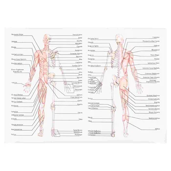 Анатомия На Човешките Мускули Плакат Живопис Графика Плакати Система Картите Са Ламинирани Диаграма Анатомический Гръбначния Стълб Изображение На Тялото Училищна Фигура